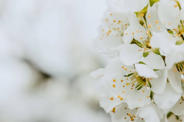 White Flowers Plum Tree Selective Focus Copy Space — Stock Photo, Image