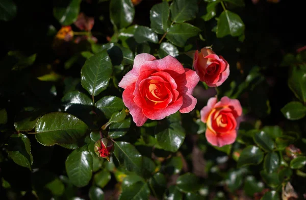 Bush of pink roses on a background of green foliage close-up. Greeting card for Valentine\'s day. Fragrant roses in bloom in the garden. Declaration of love. Live wall