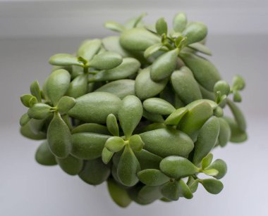 Sulu - crassula ovata yeşim bitkisi, para bitkisi, para ağacı