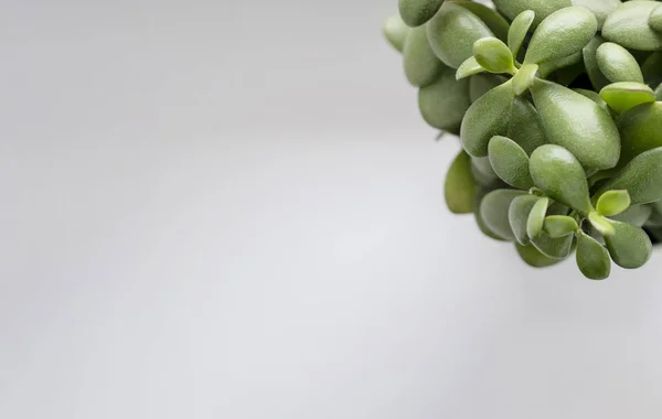 succulent crassula ovata lat., jade plant, money plant