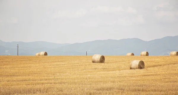 Fardos de paja, pajar en un campo después de la cosecha de verano — Foto de Stock