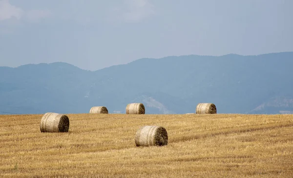 Straw bales, haystack on a field after summer harvest in a sunny — Stock Photo, Image