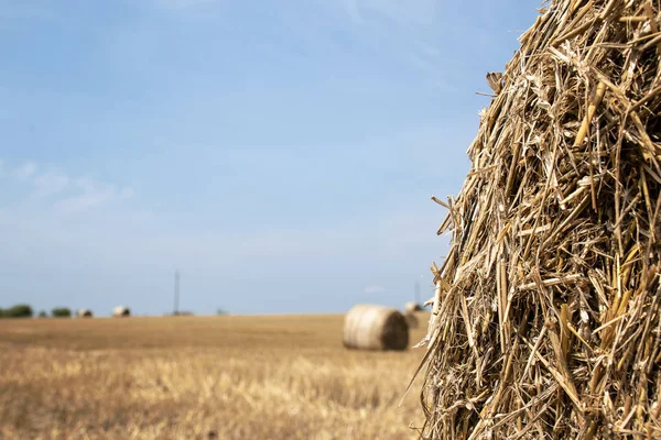 Fardos de paja, pajar en un campo después de la cosecha de verano — Foto de Stock