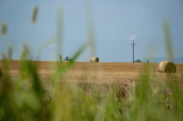 Ballots de paille, meule de foin sur un champ après la récolte estivale — Photo