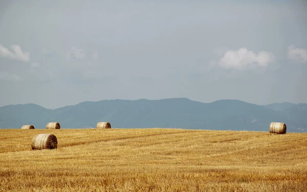 Fardos de paja, pajar en un campo después de la cosecha de verano — Foto de Stock