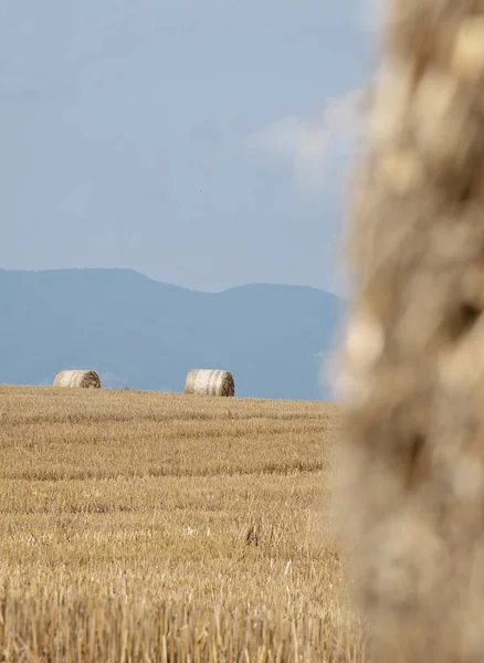 Fardos de paja, pajar en un campo después de la cosecha de verano — Foto de Stock