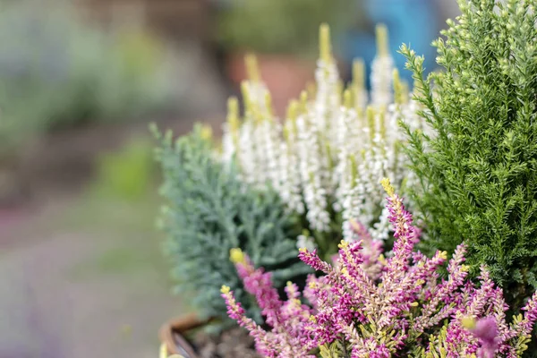 Autumn decoration heather plants background. — Stock Image Autumn decoration heather plants background. Stock Picture