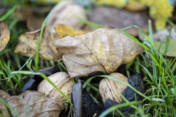 Dua Coklat Basah Walnut Terang Rumput Hijau Dan Daun Kering — Stok Foto