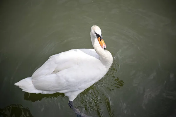 Wild bird. Top view on a white swan floating in the water. — 图库照片