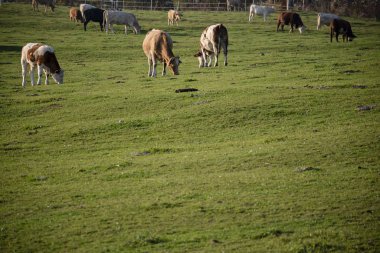 Çiftlik arazisinde otlayan bir grup inek. İnekler yeşil alanda