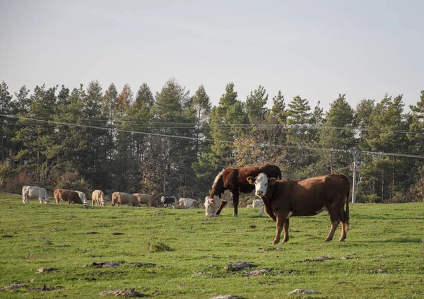 En grupp betande kor på en jordbruksmark. Kor på grönt fält — Stockfoto