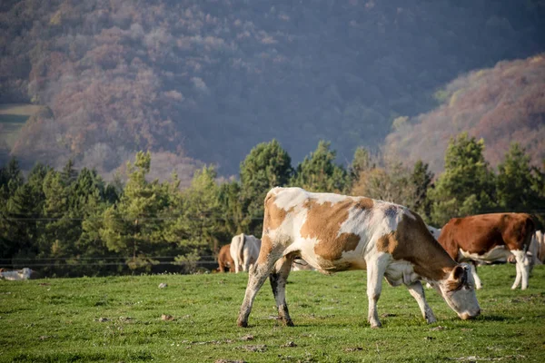 En grupp betande kor på en jordbruksmark. Kor på grönt fält — Stockfoto