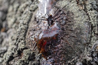 Ağaç gövdesinden akan bir reçinenin yakın görüntüsü. 
