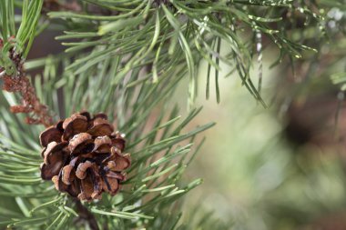 Firtree 'nin çam ağacındaki açık çam kozalağı üzerine seçici odaklanma