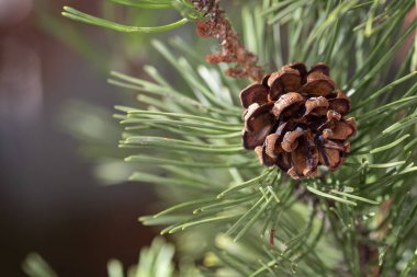 Ormandaki vahşi doğada bir çam ağacının açık çam kozalağı üzerine seçici bir odaklanma. Güzel doğa arka planı, kopyalama alanı. Metin için boşluk.