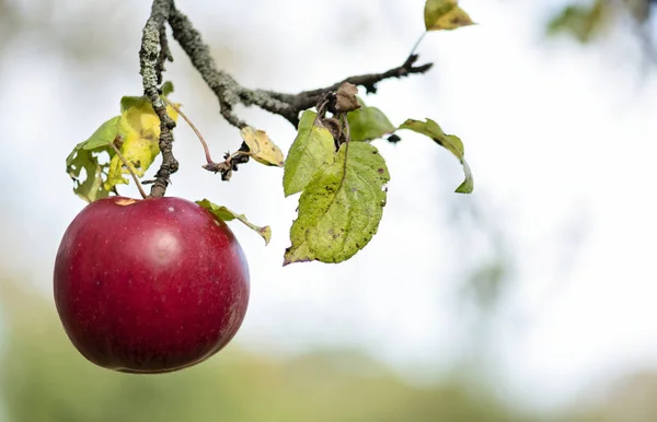 Pohon Apel Dengan Apel Merah Matang Tutup Hari Yang Cerah — Stok Foto