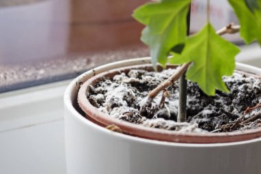 Ev bitkisiyle birlikte saksıdaki toprakta büyüyen küf üzerine seçici bir odak noktası. Nemli ortamda genç sarmaşık bitkisi. Cissus bitkisinde mantar hastalığı.