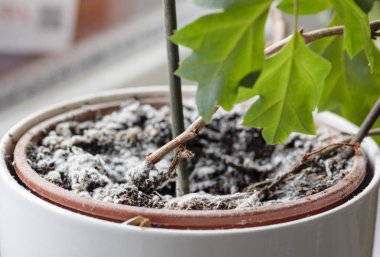 Ev bitkisiyle birlikte saksıdaki toprakta büyüyen küf üzerine seçici bir odak noktası. Nemli ortamda genç sarmaşık bitkisi. Cissus bitkisinde mantar hastalığı.