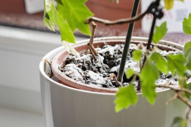 Ev bitkisiyle birlikte saksıdaki toprakta büyüyen küf üzerine seçici bir odak noktası. Nemli ortamda genç sarmaşık bitkisi. Cissus bitkisinde mantar hastalığı.