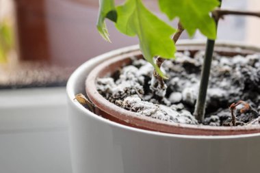 Ev bitkisiyle birlikte saksıdaki toprakta büyüyen küf üzerine seçici bir odak noktası. Nemli ortamda genç sarmaşık bitkisi. Cissus bitkisinde mantar hastalığı.