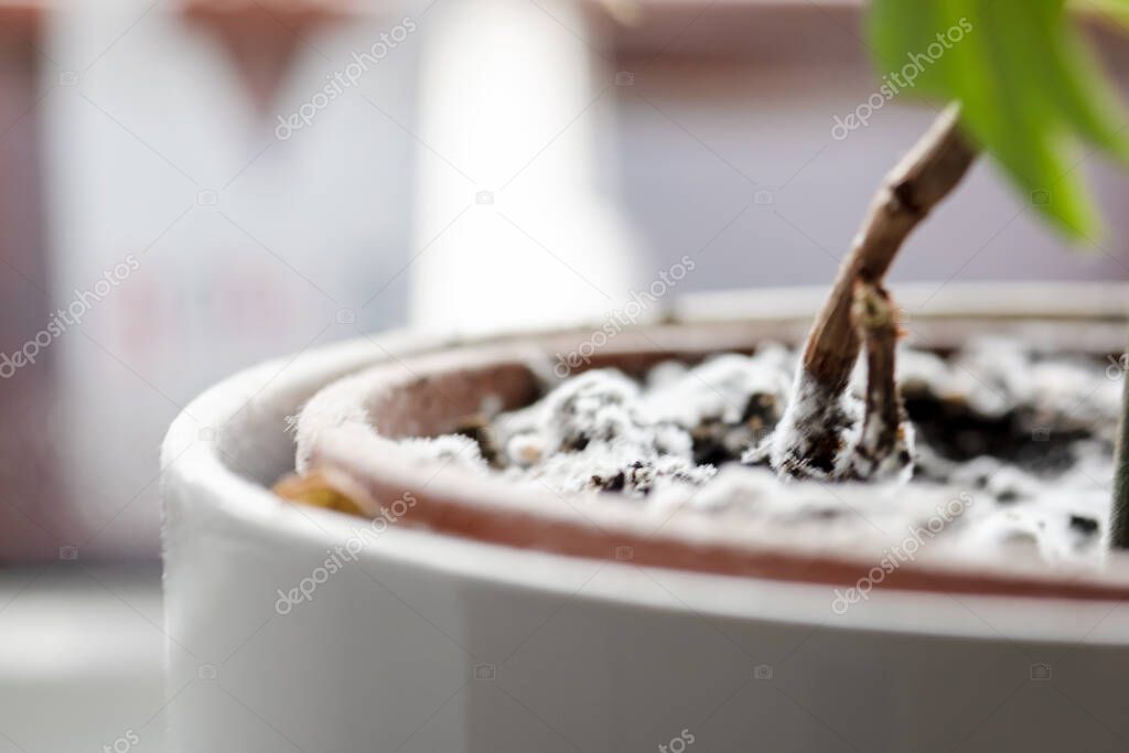 Selective focus on mould growing on a soil in the flower pot with the house plant. Young ivy plant in humid environment. Fungus disease in cissus houseplant.