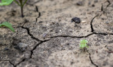 Kurumuş. Kirlilik ve küresel ısınma yüzünden kuru zemin üzerine seçici bir odak kırıldı. Kuru topraktan yetişen küçük yeşil bitki.