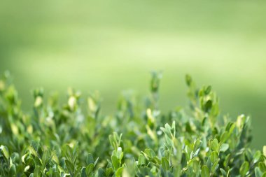 Evergreen buxus çalılığı (Buxus sempervirens). Taze yeşil boxwood yapraklarına odaklan. Boşluğu kopyala.
