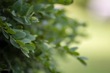 Evergreen buxus çalılığı (Buxus sempervirens). Taze yeşil boxwood yapraklarına odaklan. Boşluğu kopyala.