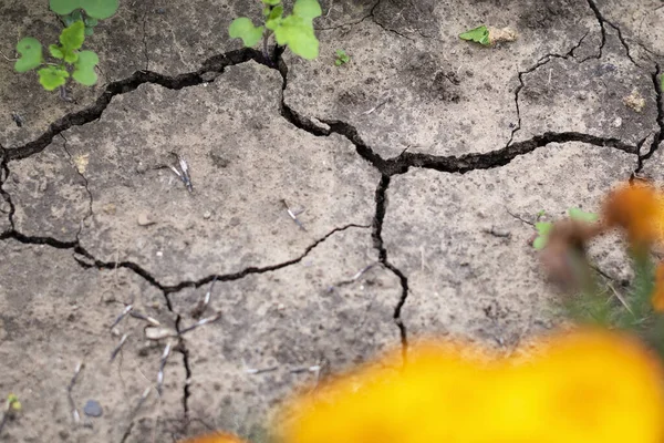 Dryness. Selective focus on dry ground cracked because of pollution and global warming. Little green plant growing from dry soil.