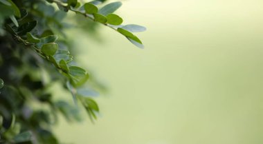 Evergreen buxus çalılığı (Buxus sempervirens). Taze yeşil boxwood yapraklarına odaklan. Boşluğu kopyala.