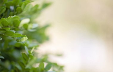 Evergreen buxus çalılığı (Buxus sempervirens). Taze yeşil boxwood yapraklarına odaklan. Boşluğu kopyala.