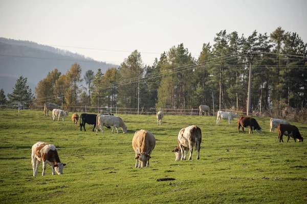 Grupp Betande Kor Jordbruksmark Kor Grönt Fält Äter Färskt Gräs — Stockfoto