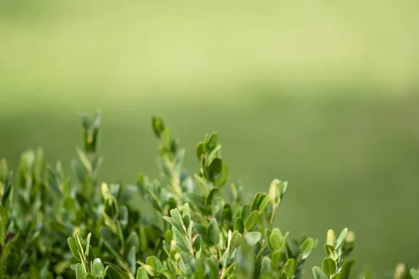 Evergreen Buxus Bush Background Dalam Bahasa Inggris Fokus Selektif Pada — Stok Foto