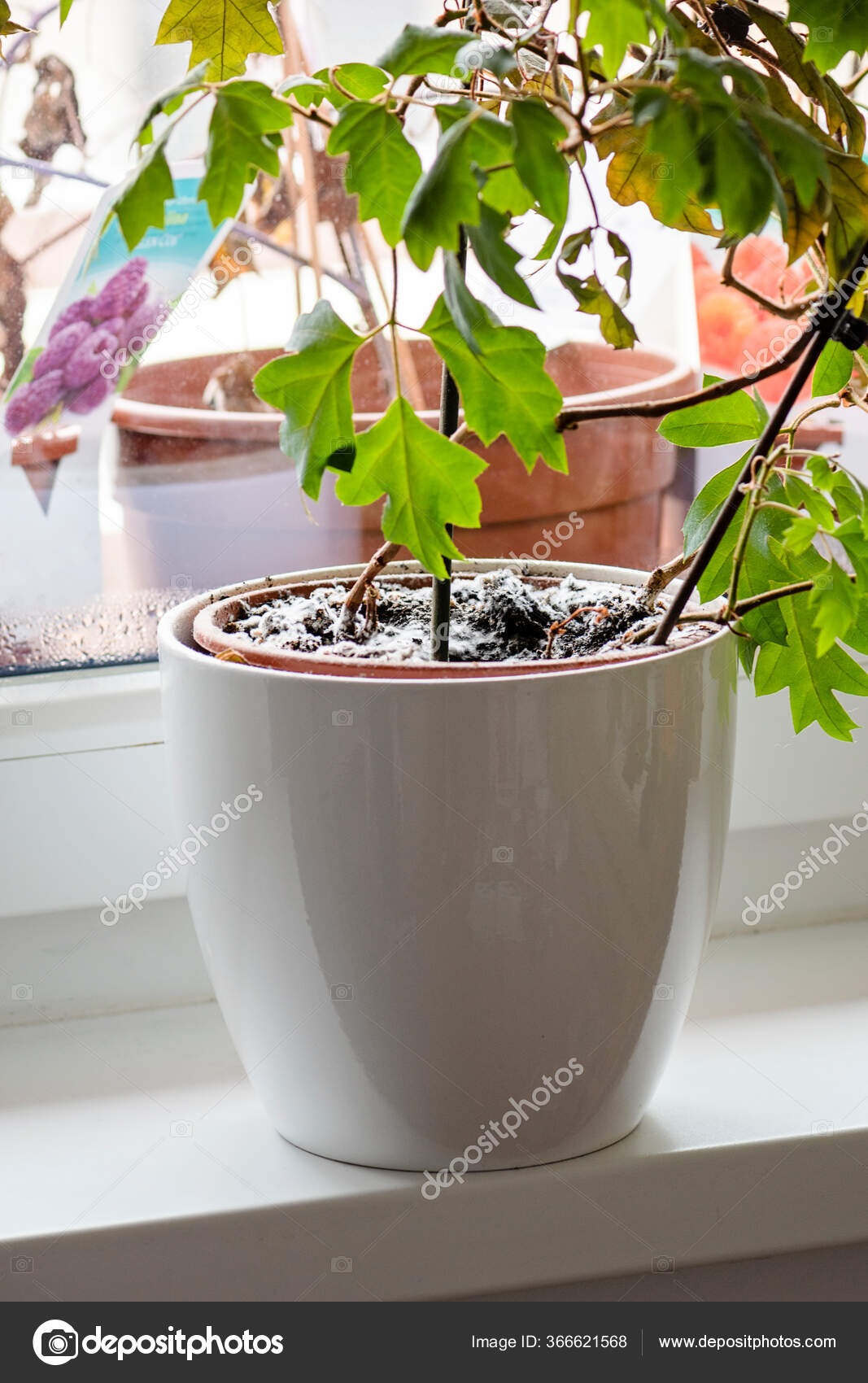 Schimmel Wächst Auf Einer Erde Blumentopf Mit Der Zimmerpflanze Junge