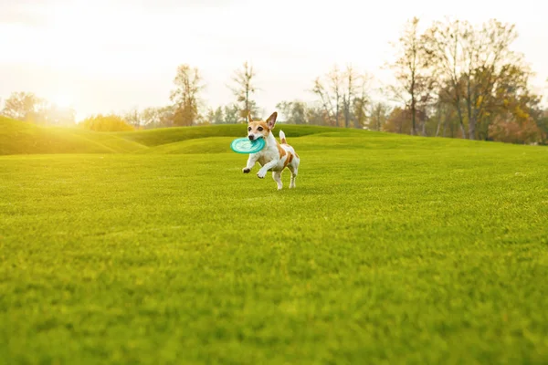 Natürlicher Hintergrund Hund spielt mit Haustier-Spielzeug. — Stockfoto