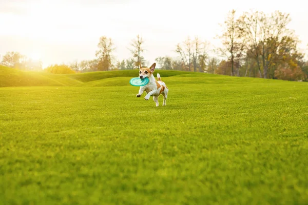 Natural background dog playing with pet toy.