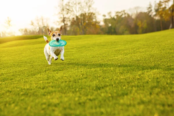 Souriant animal de compagnie actif mignon — Photo