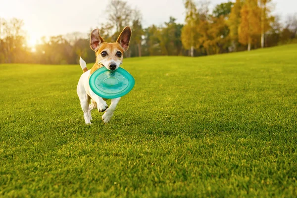 Aktiver schöner Hund, der draußen auf dem grünen Gras spielt. — Stockfoto