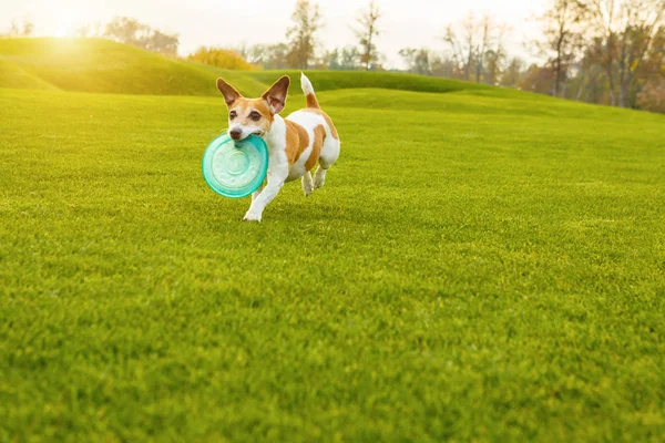 Lustiger Hund läuft mit Spielzeug draußen herum — Stockfoto