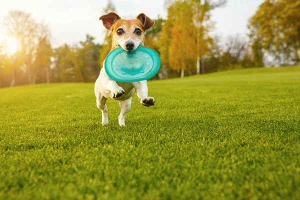 Entzückender kleiner Hund Jack Russell Terrier, der mit blauer Gummispielzeugscheibe spielt. Glückliche Heimspiele — Stockfoto