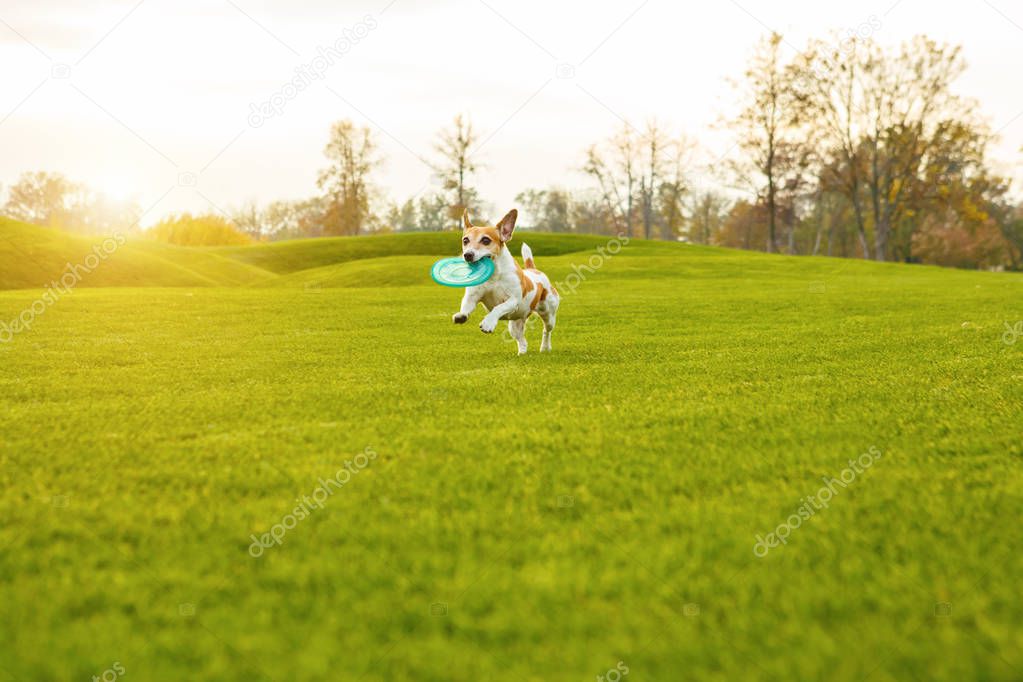 Natural background dog playing with pet toy.