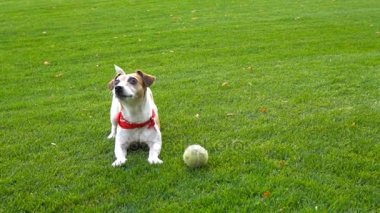 Jack Russel terrier dışında oynarken
