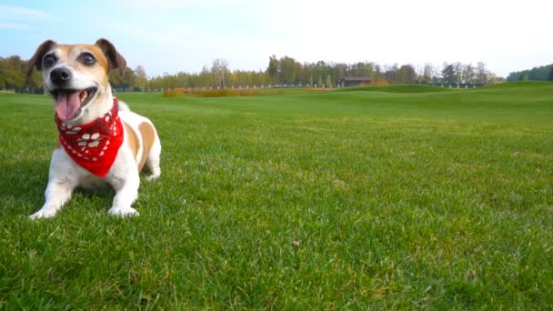 Hond met rode sjaal — Stockvideo