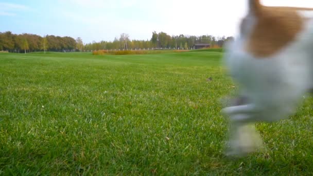 Caminhada feliz jogando animal de estimação ativo — Vídeo de Stock