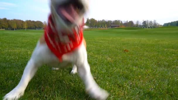 Cool liten hund spelar — Stockvideo