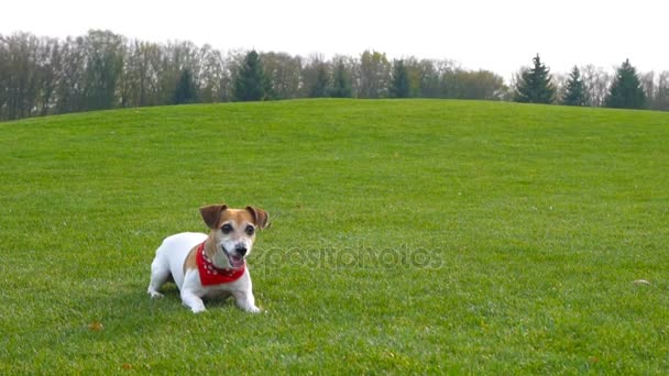 Hund Jack Russel Terrier — Stockvideo