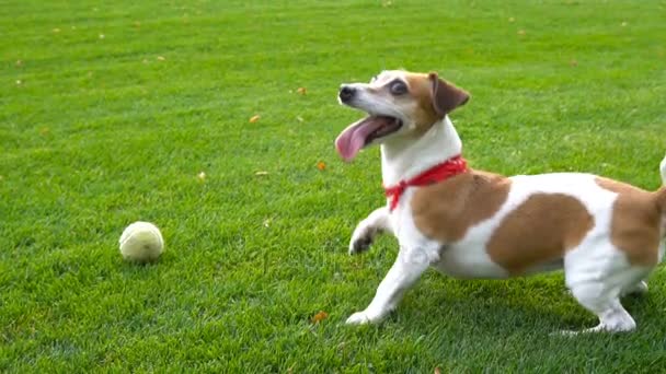 Bonito animal de estimação bola de brinquedo — Vídeo de Stock