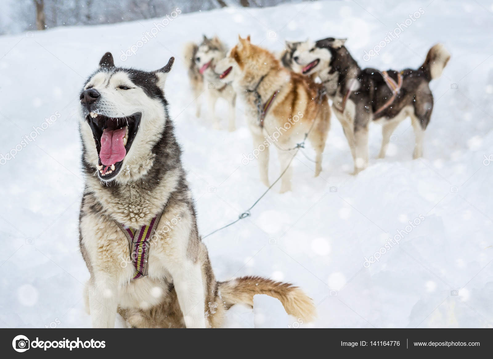 Are Huskies Pack Animals