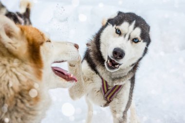 İki Laika Husky çalış köpekler.