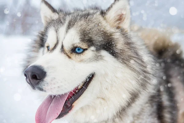 Lobo perro Laika Husky retrato — Foto de Stock